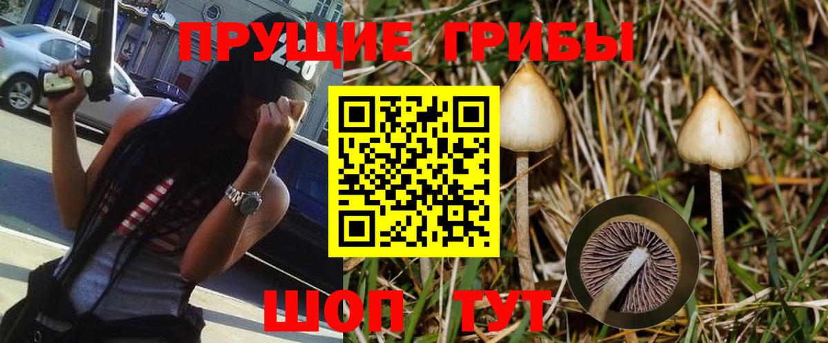 Псилоцибиновые грибы мицелий Жуковский